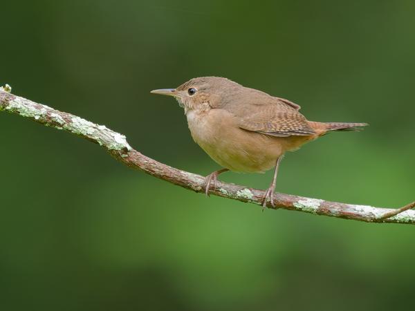 Zuidelijke winterkoning (Troglodytes musculus)